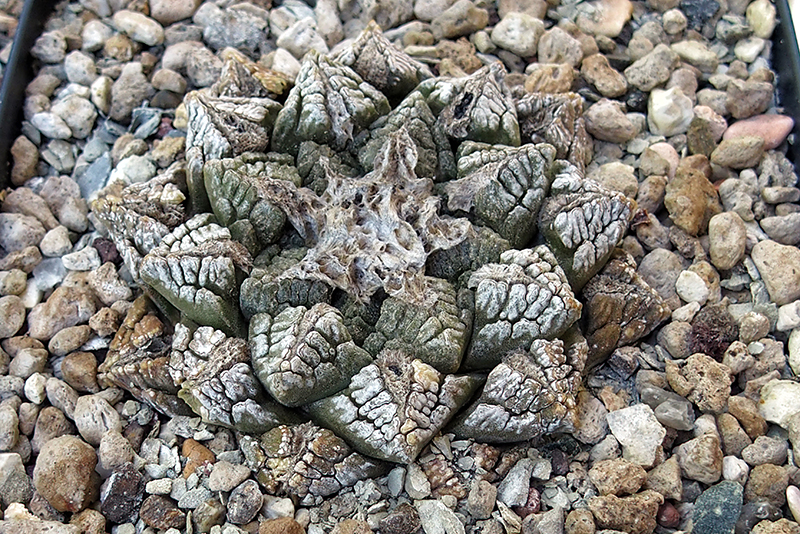 Ariocarpus fissuratus 