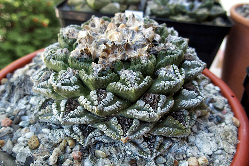 Ariocarpus fissuratus 