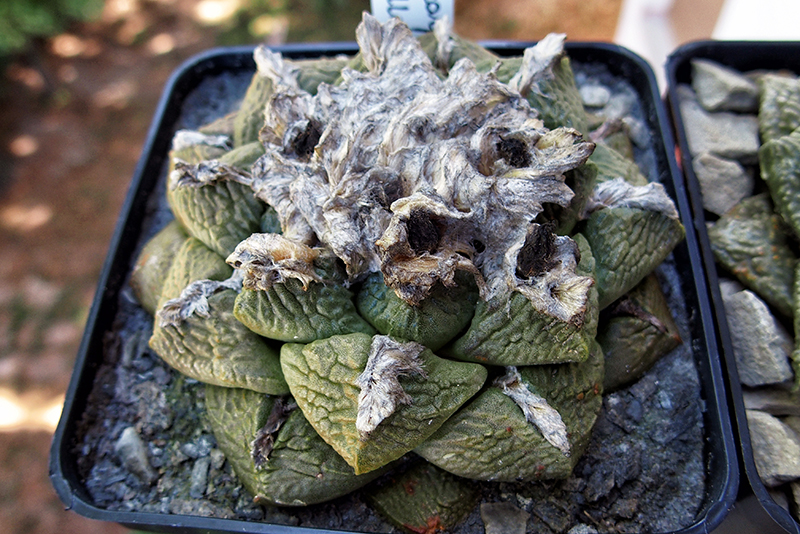 Ariocarpus fissuratus ssp. lloydii 