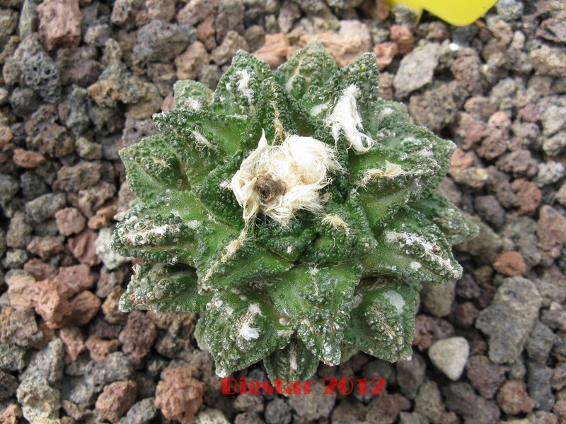 Ariocarpus fissuratus cv. godzilla 