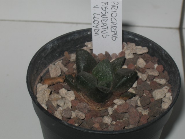 Ariocarpus fissuratus v. lloydii 