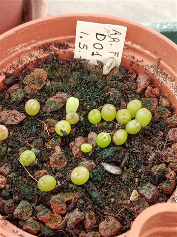 ariocarpus fissuratus