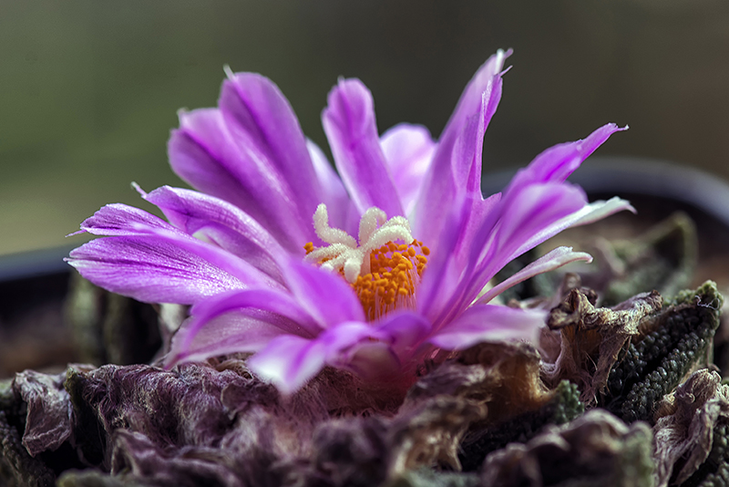 ariocarpus fissuratus ssp. hintonii