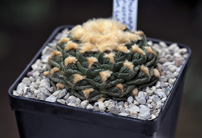 ariocarpus intermedius