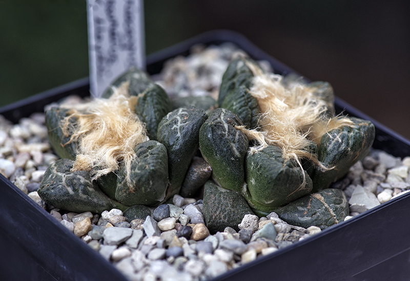 Ariocarpus fissuratus ssp. lloydii 