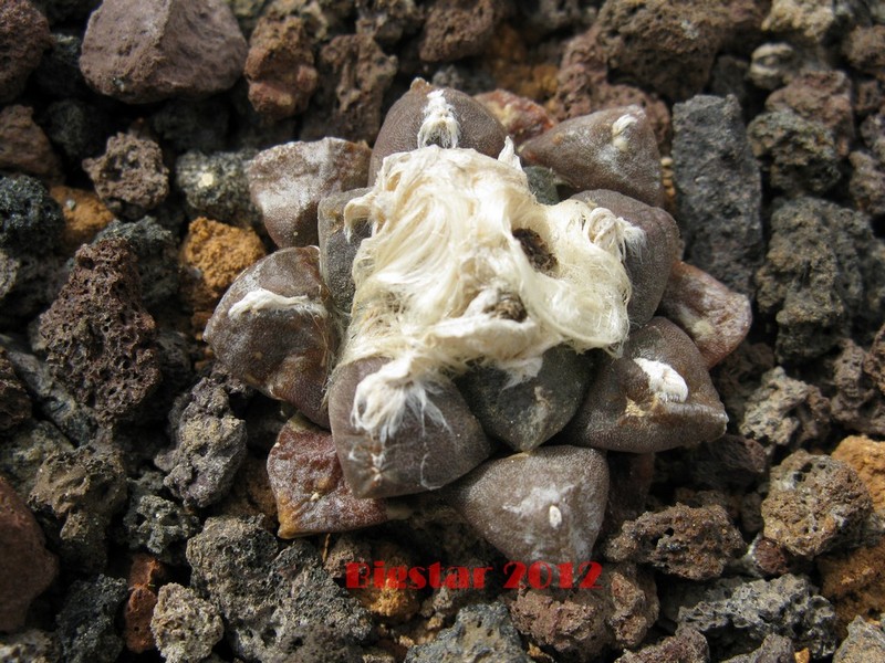 Ariocarpus fissuratus v. lloydii 