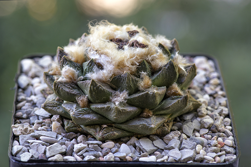 Ariocarpus fissuratus x retusus 