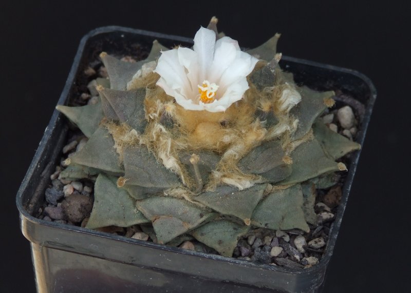 Ariocarpus furfuraceus 