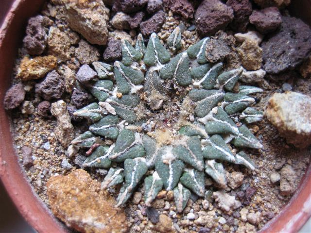 Ariocarpus kotschoubeyanus 