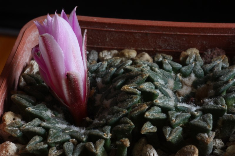 Ariocarpus kotschoubeyanus 