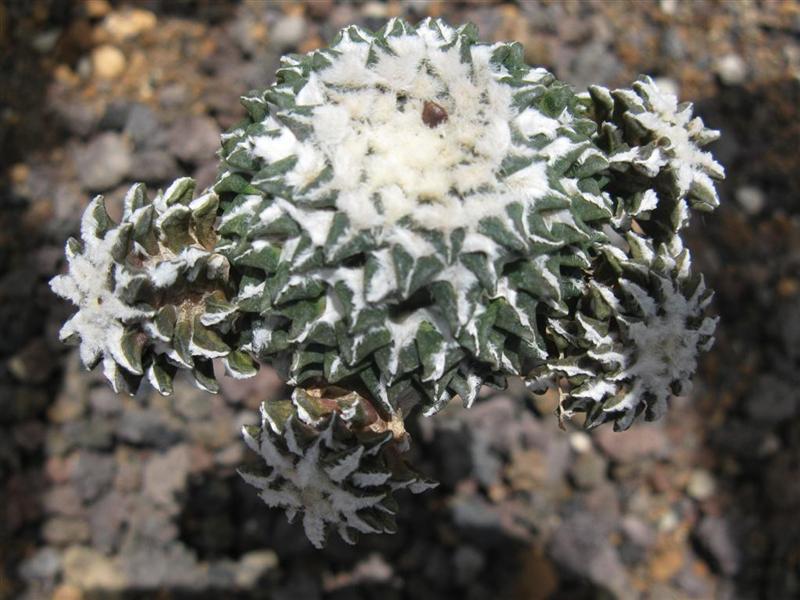 ariocarpus kotschoubeyanus f. monstruosus