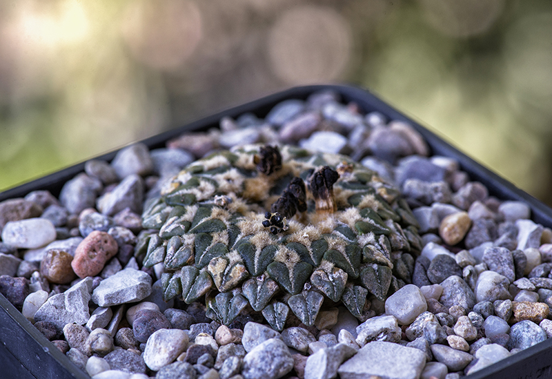 Ariocarpus kotschoubeyanus ssp. albiflorus 