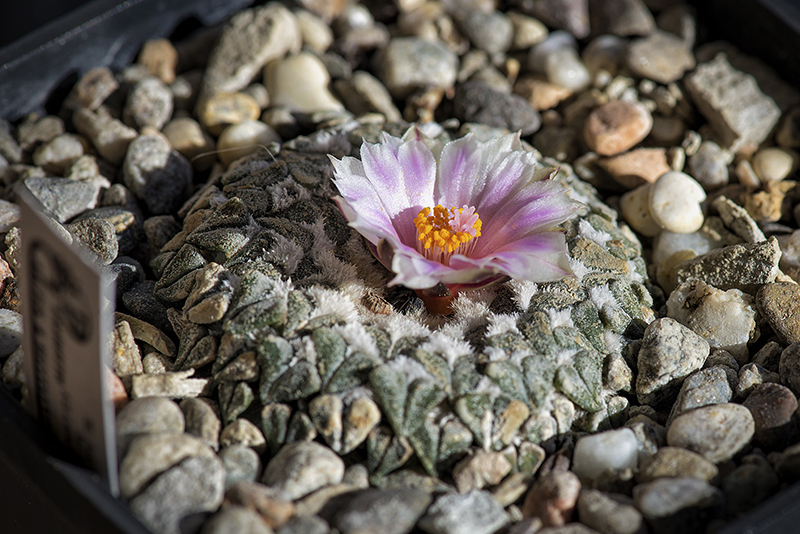 Ariocarpus kotschoubeyanus ssp. albiflorus 