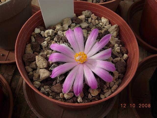 Ariocarpus kotschoubeyanus 