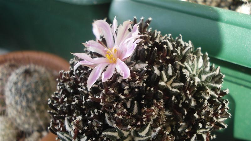 Ariocarpus kotschoubeyanus 