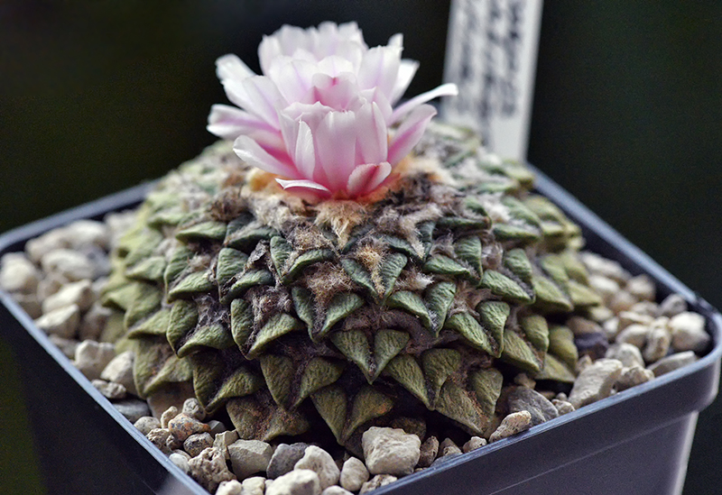 Ariocarpus kotschoubeyanus ssp. albiflorus ibrido 