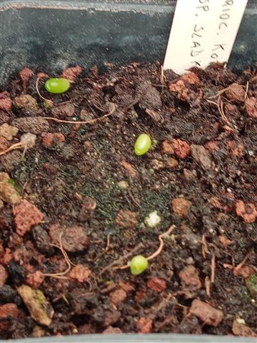 ariocarpus kotschoubeyanus ssp. sladkovskyi