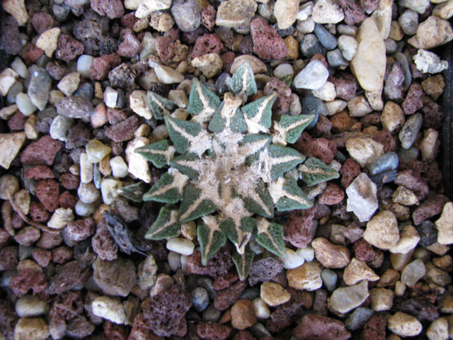 Ariocarpus kotschoubeyanus 