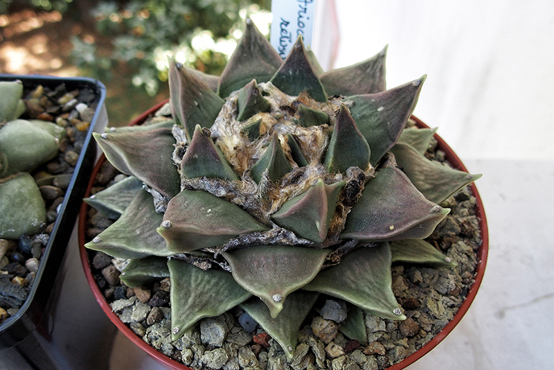 Ariocarpus retusus 