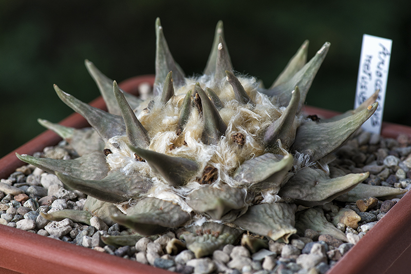 Ariocarpus retusus 