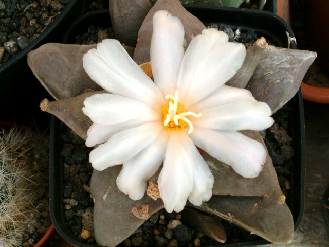 Ariocarpus retusus 