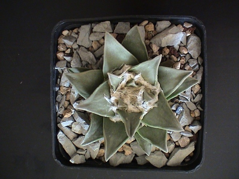 Ariocarpus retusus 