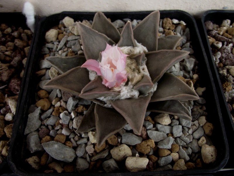 Ariocarpus retusus 