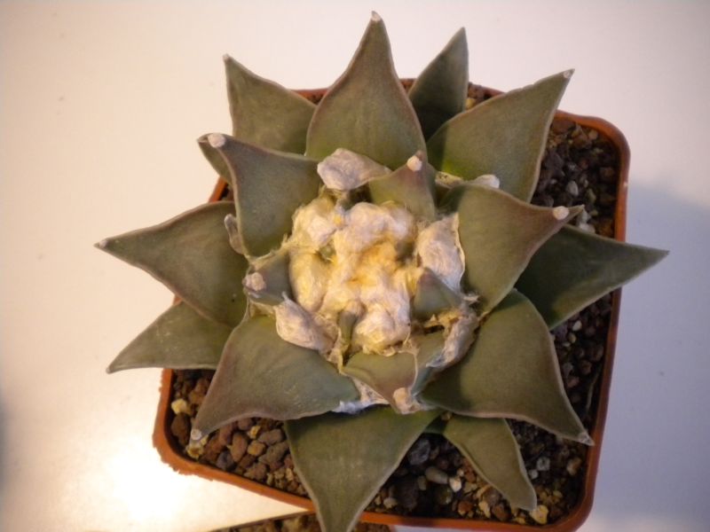 Ariocarpus retusus 