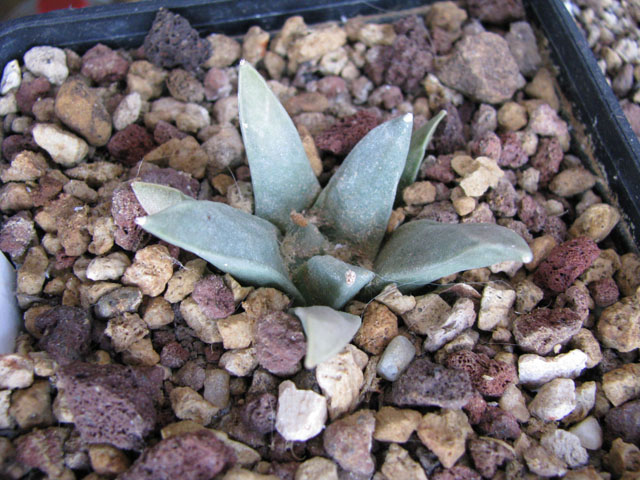 Ariocarpus retusus 