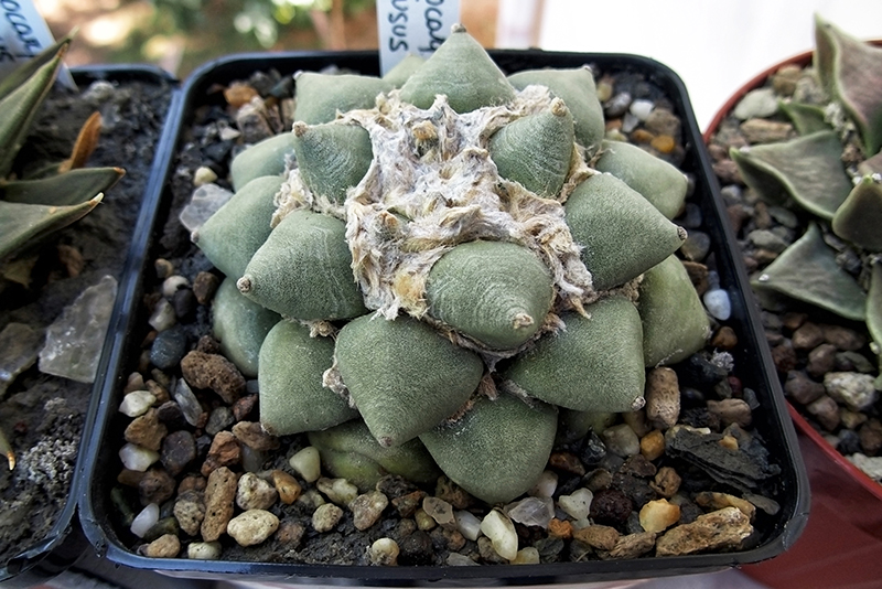 ariocarpus retusus cv. brevituberosus