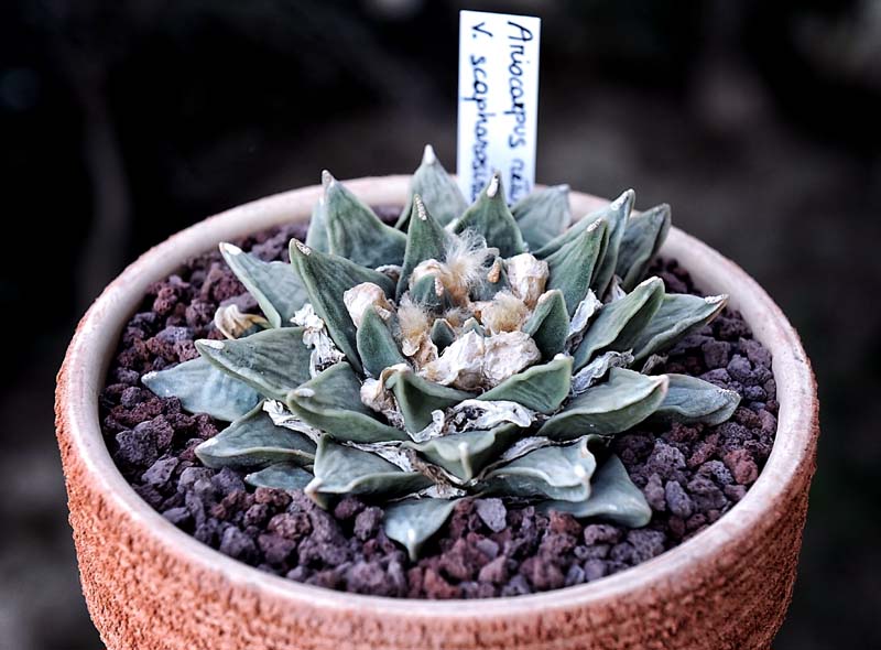 Ariocarpus retusus ssp. scapharostroides 