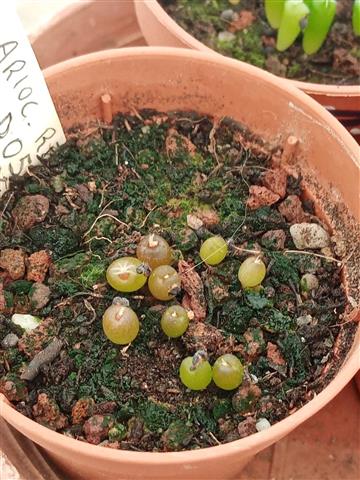 ariocarpus retusus