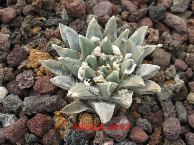 Ariocarpus retusus ssp. scapharostroides 