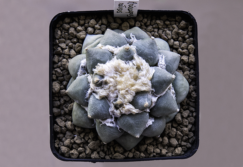 Ariocarpus retusus 