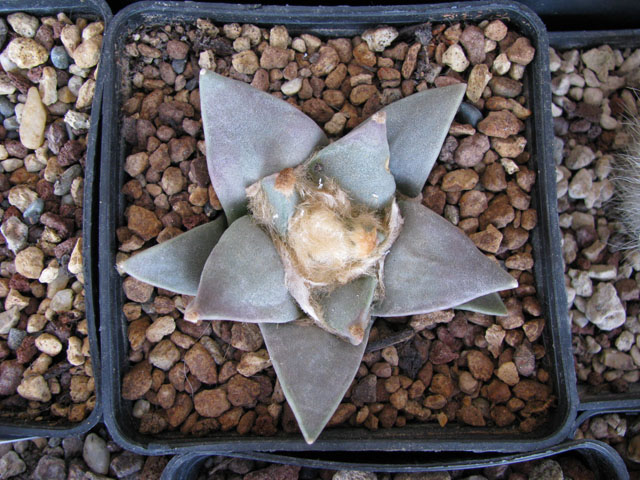 Ariocarpus retusus v. furfuraceus 