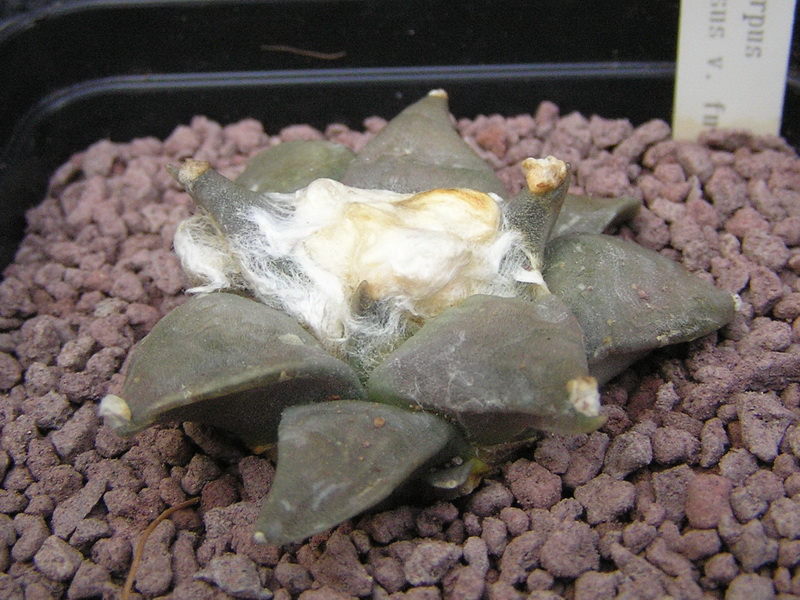 Ariocarpus retusus v. furfuraceus 