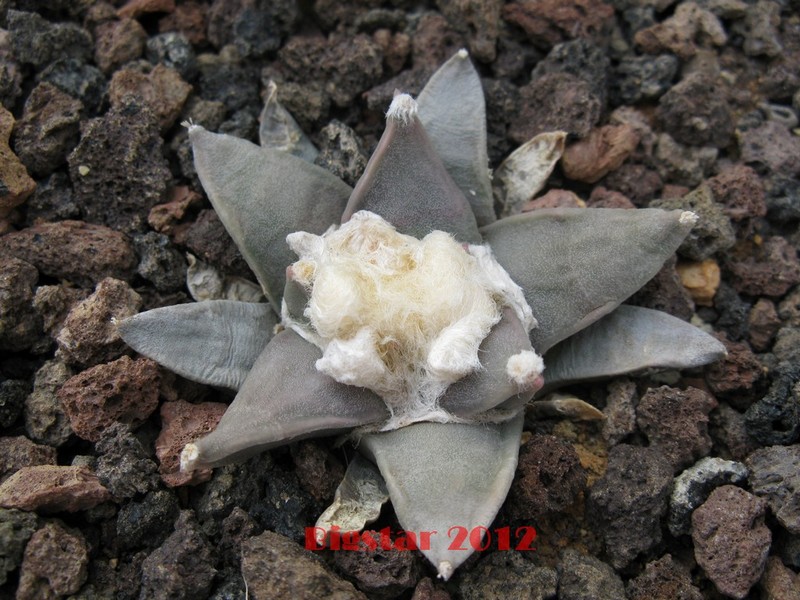 Ariocarpus retusus v. furfuraceus 