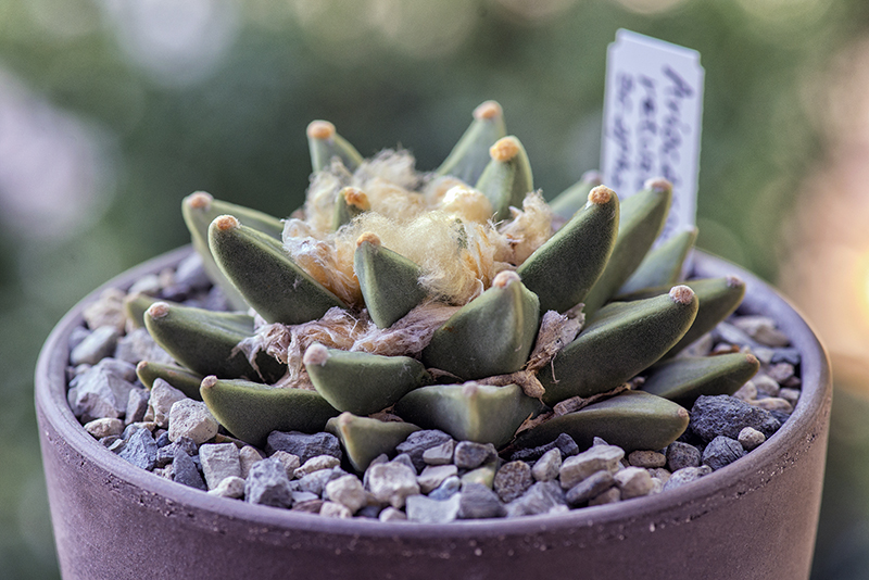 Ariocarpus retusus ssp. scapharostroides 