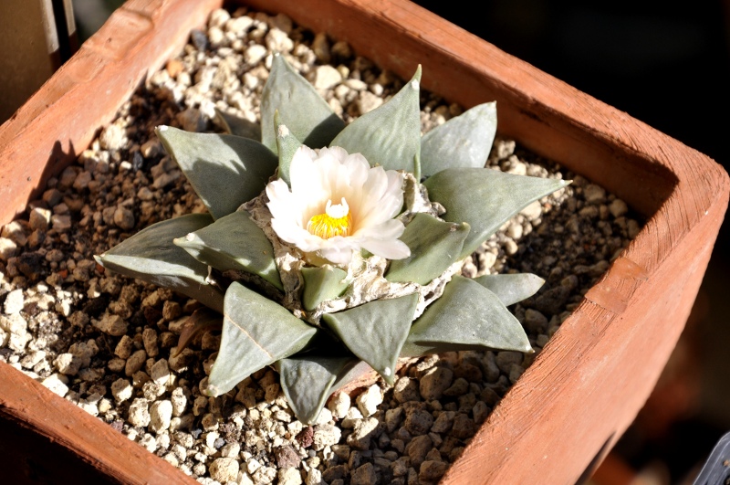 Ariocarpus retusus v. scapharostroides 