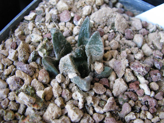 Ariocarpus scaphirostris 