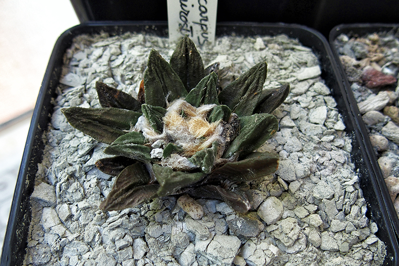 Ariocarpus scaphirostris 