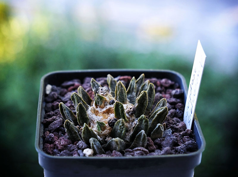 Ariocarpus scaphirostris 