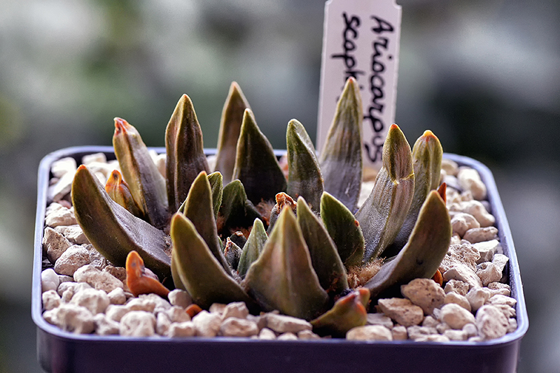 Ariocarpus scapharostrus x trigonus 