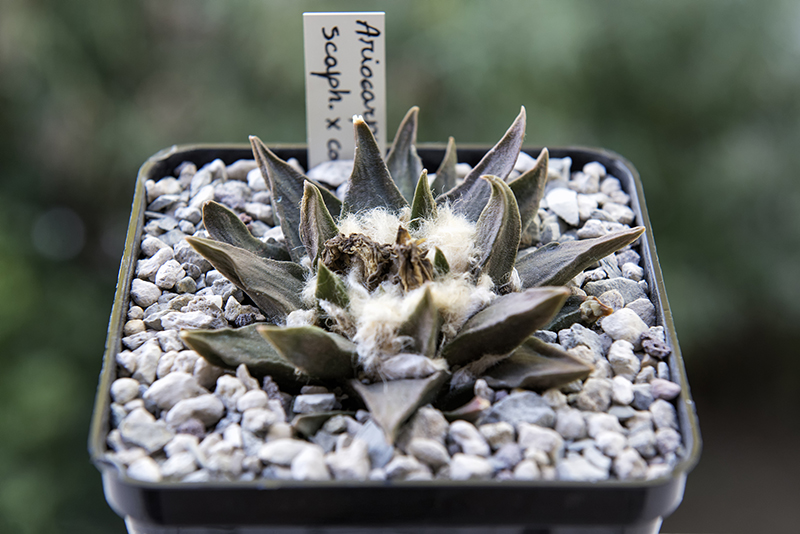 Ariocarpus scaphirostris x confusus 