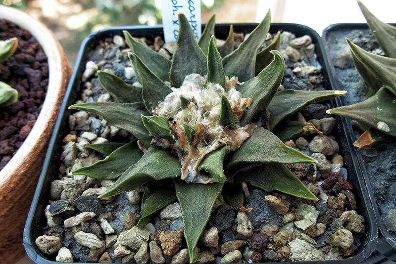 ariocarpus scaphirostris x confusus