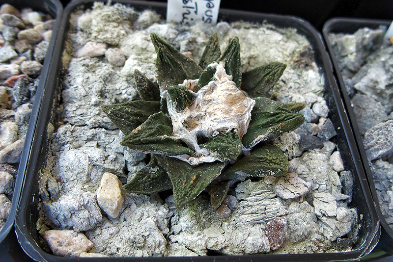 Ariocarpus scaphirostris x fissuratus 