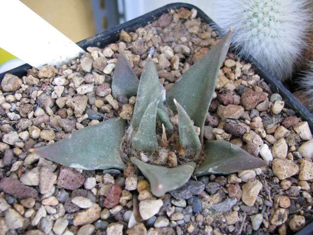 Ariocarpus trigonus 