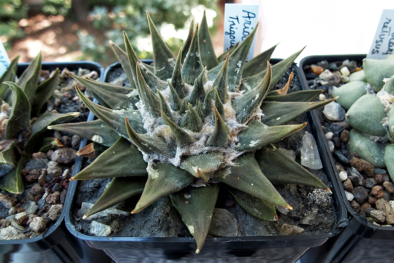 Ariocarpus trigonus 