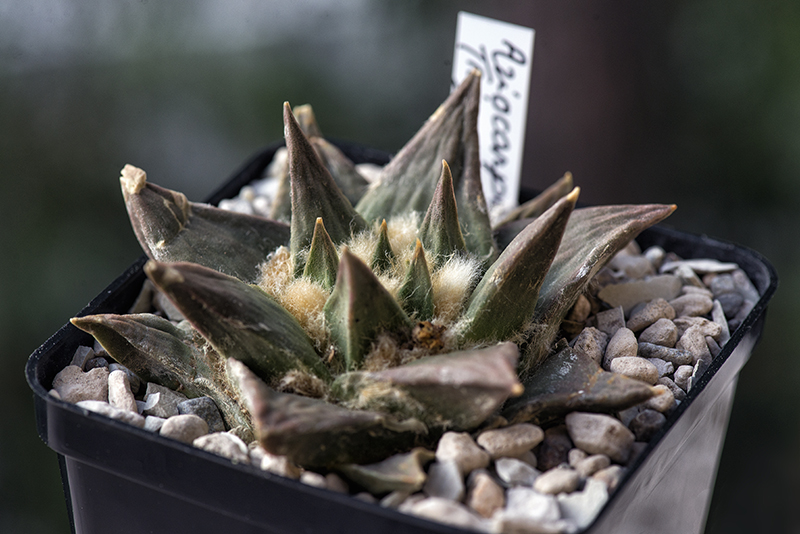 Ariocarpus trigonus 