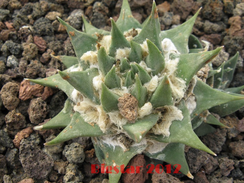 Ariocarpus trigonus 